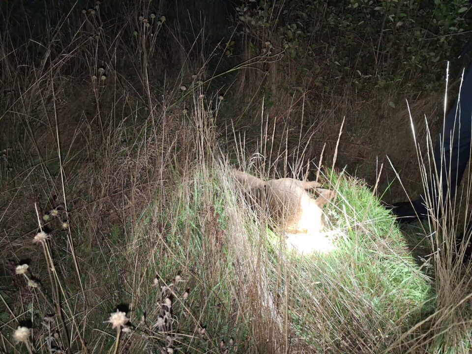 Polițiști alertați cu privire la faptul că braconieri împușcau căprioare