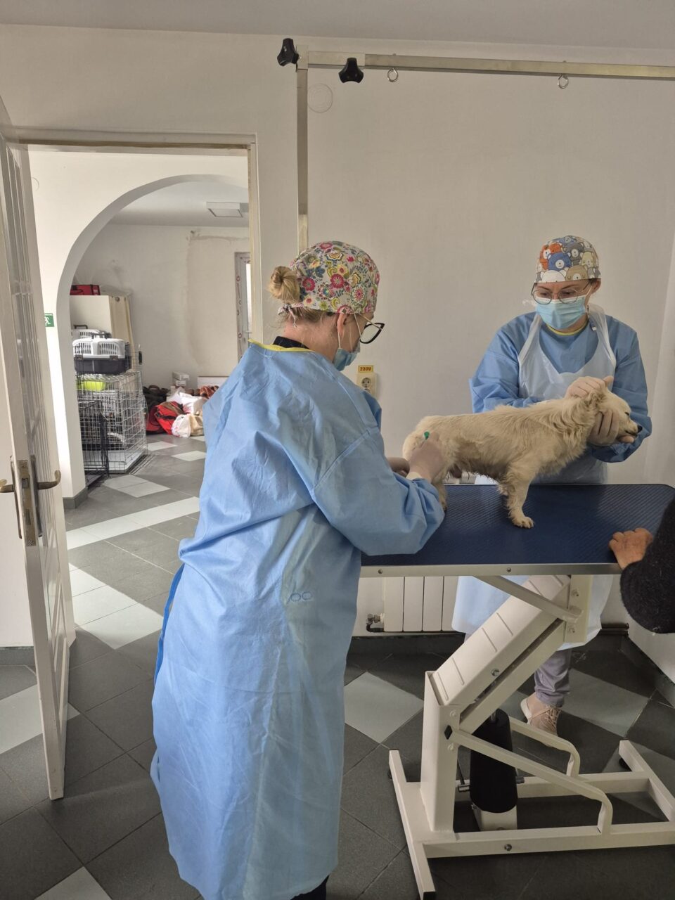 Campanie gratuită de sterilizare a câinilor în municipiul Suceava, la cabinetul Vet Expert