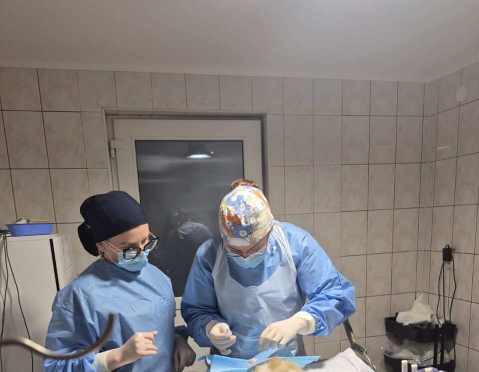 Campanie gratuită de sterilizare a câinilor în municipiul Suceava, la cabinetul Vet Expert