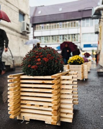 Primăria Rădăuți a înfrumusețat intrarea în piața centrală din municipiu cu nouă suporturi florale cu ghivece de crizanteme