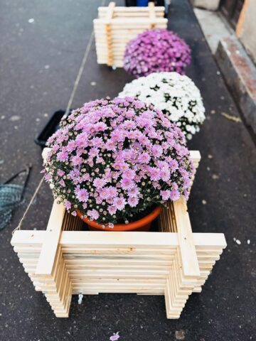 Primăria Rădăuți a înfrumusețat intrarea în piața centrală din municipiu cu nouă suporturi florale cu ghivece de crizanteme