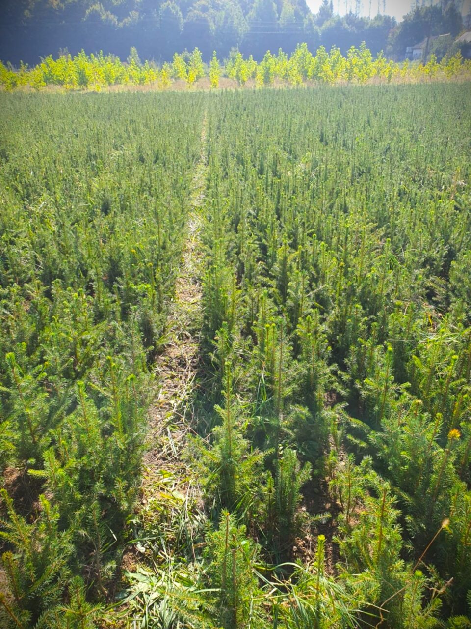 Cum se fabrică, periodic, „dezastrul” din pădurile României