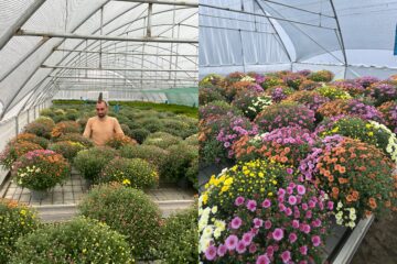 Crizanteme spectaculoase, angro și la bucată, la Serele de flori Gălănești