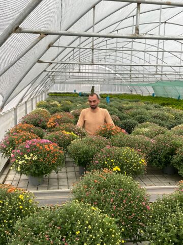 Crizanteme spectaculoase, angro și la bucată, la Serele de flori Gălănești