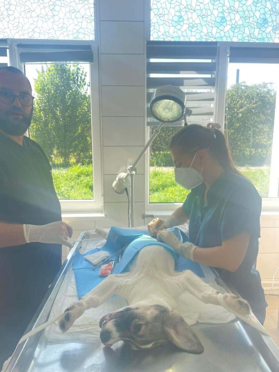 Număr mare de sterilizări efectuate la Adăpostul Public de animale, în septembrie