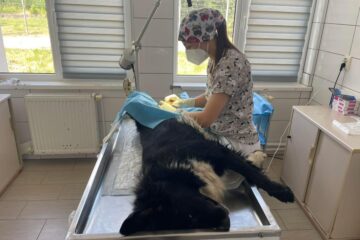 Număr mare de sterilizări efectuate la Adăpostul Public de animale, în septembrie