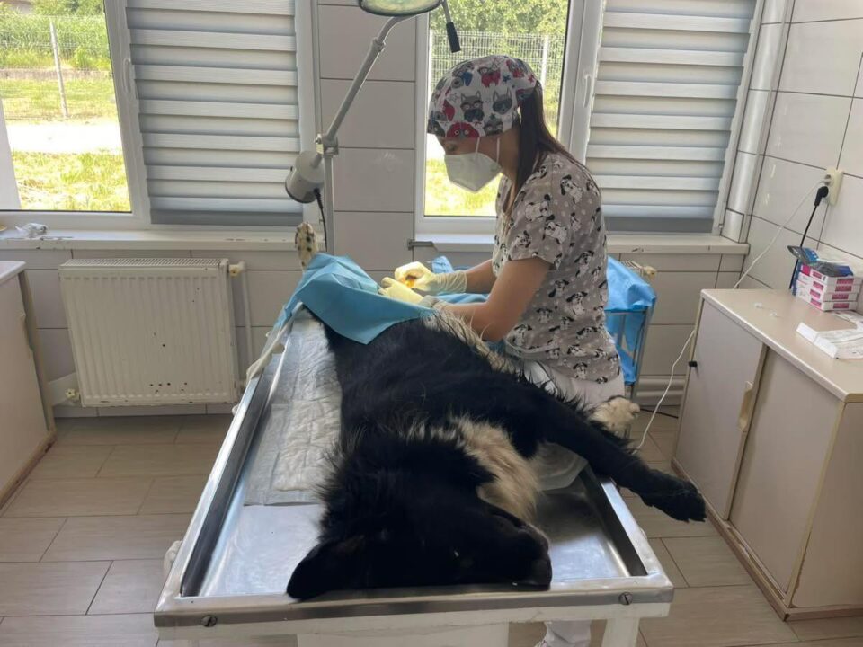 Număr mare de sterilizări efectuate la Adăpostul Public de animale, în septembrie