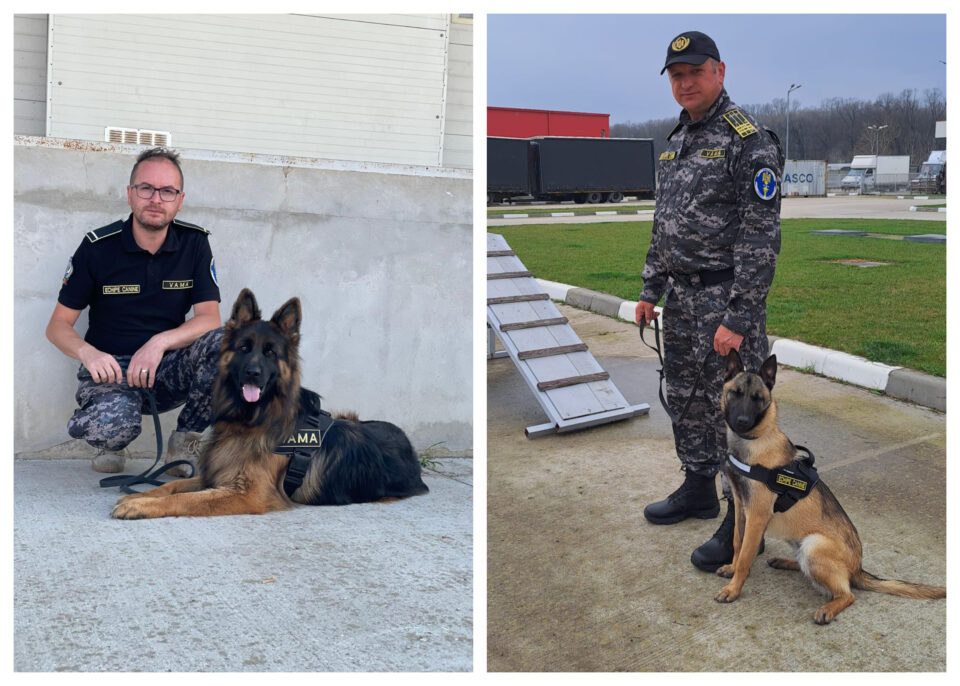 Câinii de serviciu Kira și Paco, folosiți la identificarea unui transport ilegal de tutun dintr-un microbuz