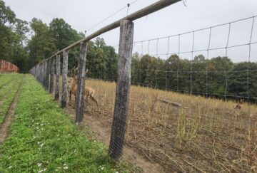 Boncănitul cerbilor, spectacolul fascinant al naturii în cel mai mare țarc amenajat din Moldova