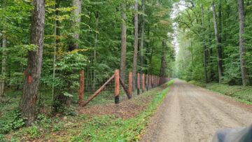 Boncănitul cerbilor, spectacolul fascinant al naturii în cel mai mare țarc amenajat din Moldova