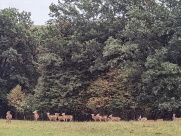 Boncănitul cerbilor, spectacolul fascinant al naturii în cel mai mare țarc amenajat din Moldova