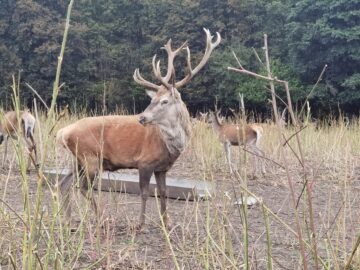 Boncănitul cerbilor, spectacolul fascinant al naturii în cel mai mare țarc amenajat din Moldova