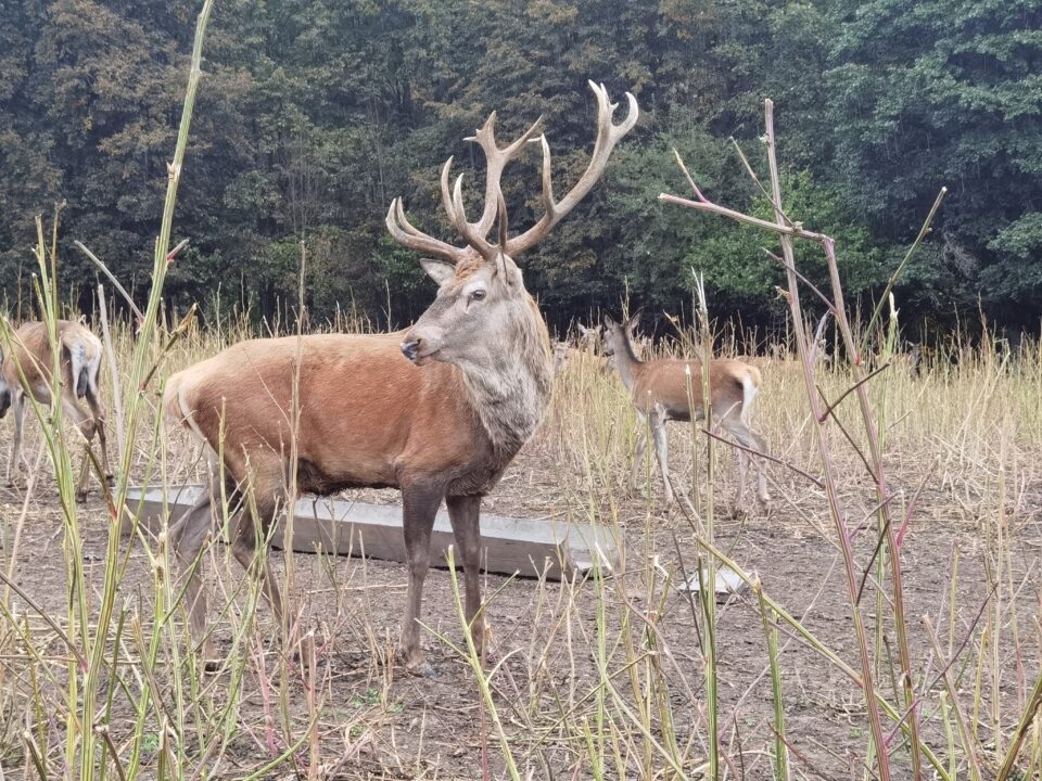 Boncănitul cerbilor, spectacolul fascinant al naturii în cel mai mare țarc amenajat din Moldova