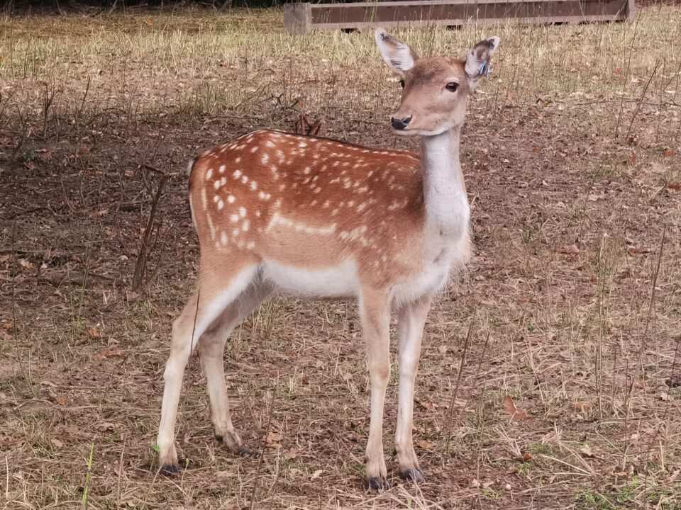 O frumoasă femelă de cerb, asemănătoare personajului de desene animate Bambi