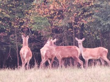 Boncănitul cerbilor, spectacolul fascinant al naturii în cel mai mare țarc amenajat din Moldova