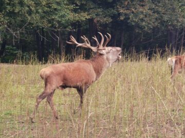 Boncănitul cerbilor, spectacolul fascinant al naturii în cel mai mare țarc amenajat din Moldova