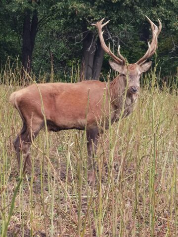 Boncănitul cerbilor, spectacolul fascinant al naturii în cel mai mare țarc amenajat din Moldova