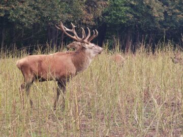 Boncănitul cerbilor, spectacolul fascinant al naturii în cel mai mare țarc amenajat din Moldova