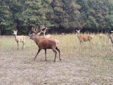 Boncănitul cerbilor, spectacolul fascinant al naturii în cel mai mare țarc amenajat din Moldova