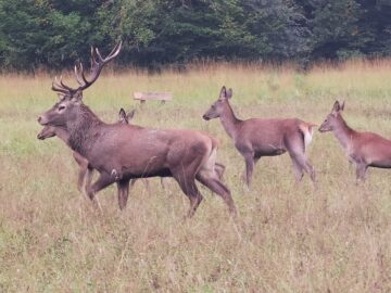 Boncănitul cerbilor, spectacolul fascinant al naturii în cel mai mare țarc amenajat din Moldova