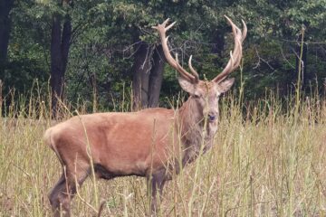 77 de exemplare de cerb carpatin au la dispoziție 700 de hectare de teren ale țarcului de la Pătrăuți 77 de exemplare de cerb carpatin au la dispoziție 700 de hectare de teren ale țarcului de la Pătrăuți