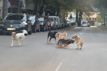 „Suceava este sub asediul mafiei câinilor fără stăpân”, afirmă conducerea primăriei, confruntată cu nemulțumirea oamenilor vizavi de numărul mare de patrupede pe străzi „Suceava este sub asediul mafiei câinilor fără stăpân”, afirmă conducerea primăriei, confruntată cu nemulțumirea oamenilor vizavi de numărul mare de patrupede pe străzi