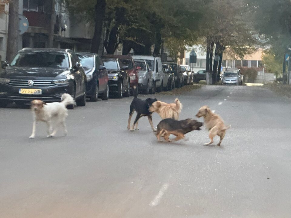 „Suceava este sub asediul mafiei câinilor fără stăpân”, afirmă conducerea primăriei, confruntată cu nemulțumirea oamenilor vizavi de numărul mare de patrupede pe străzi „Suceava este sub asediul mafiei câinilor fără stăpân”, afirmă conducerea primăriei, confruntată cu nemulțumirea oamenilor vizavi de numărul mare de patrupede pe străzi