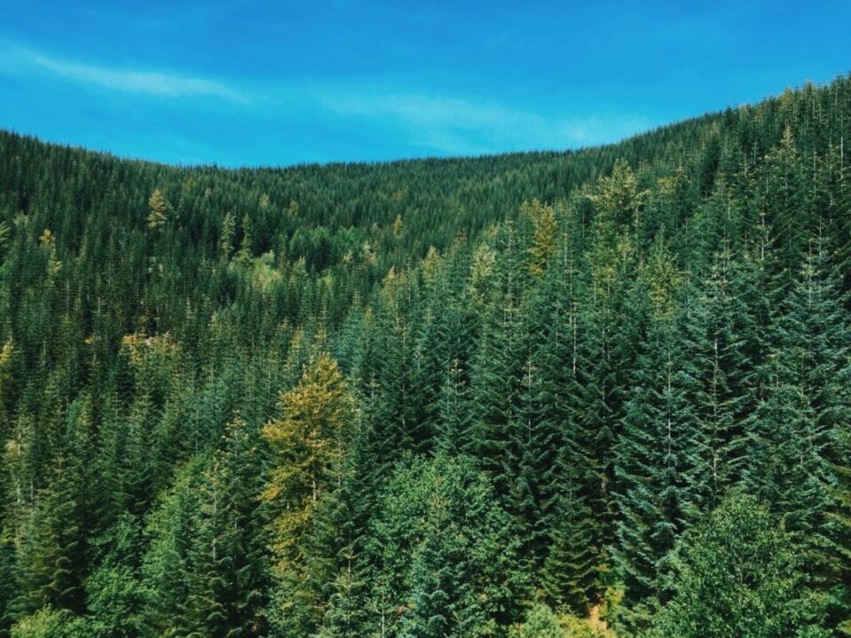 Romania are 6,4 milioane de hectare de pădure, din care aproape o treime rășinoase