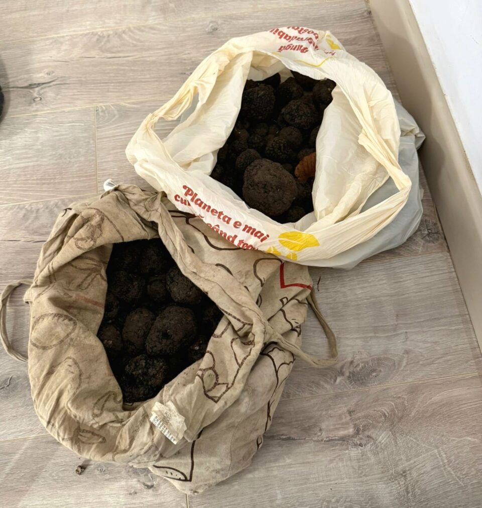 Doi bărbați, amendați și lăsați fără 6,6 kg de trufe Doi bărbați, amendați și lăsați fără 6,6 kg de trufe