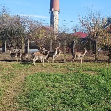 Aici trăiesc și 13 cerbi lopătari