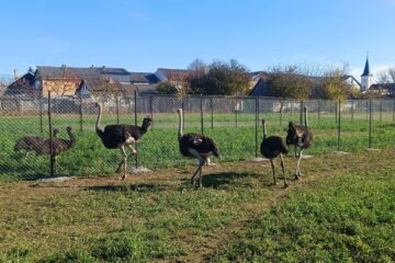 Struți africani și păsările emu, ultimele atracții de la micul colț zoo de la Ițcani al fermierului Mihai Flutur Struți africani și păsările emu, ultimele atracții de la micul colț zoo de la Ițcani al fermierului Mihai Flutur