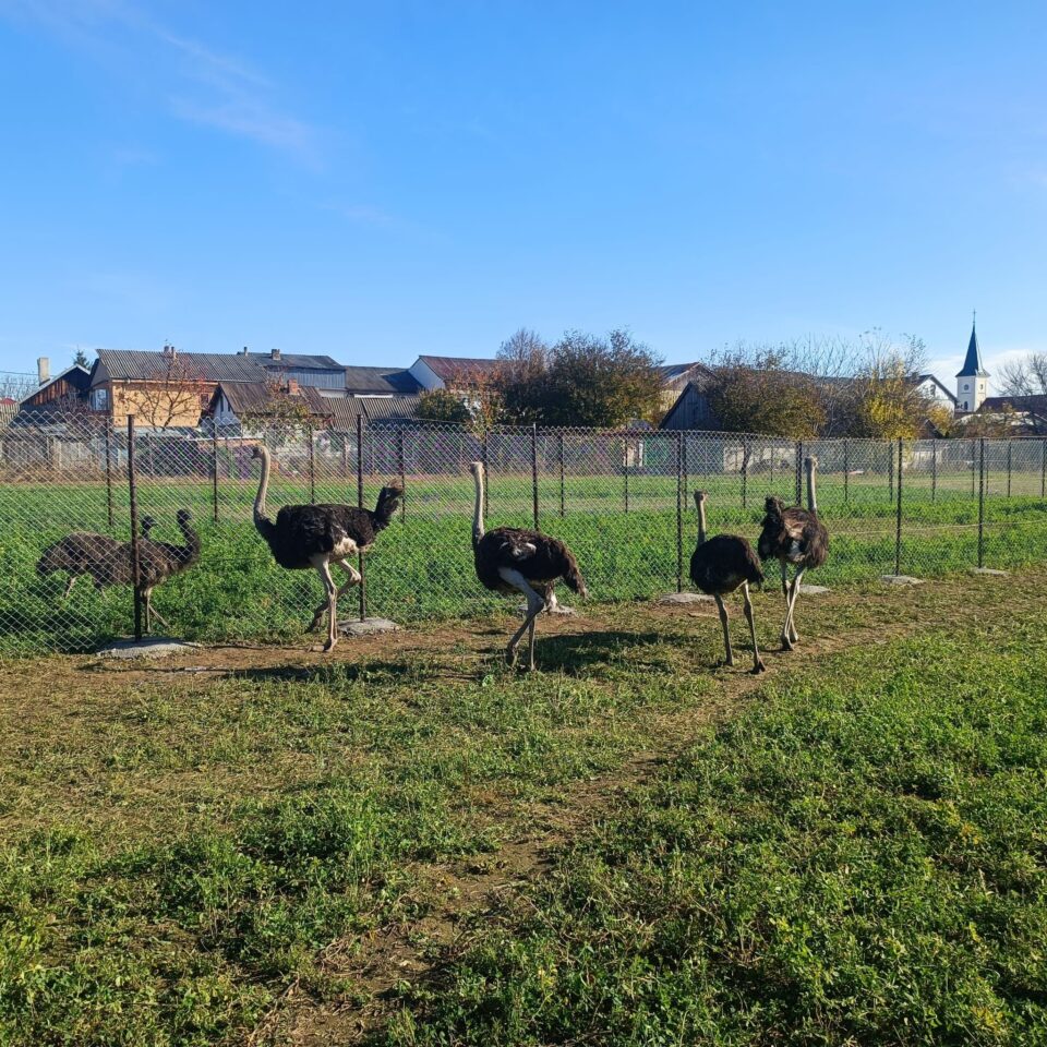 Struți africani și păsările emu, ultimele atracții de la micul colț zoo de la Ițcani al fermierului Mihai Flutur Struți africani și păsările emu, ultimele atracții de la micul colț zoo de la Ițcani al fermierului Mihai Flutur