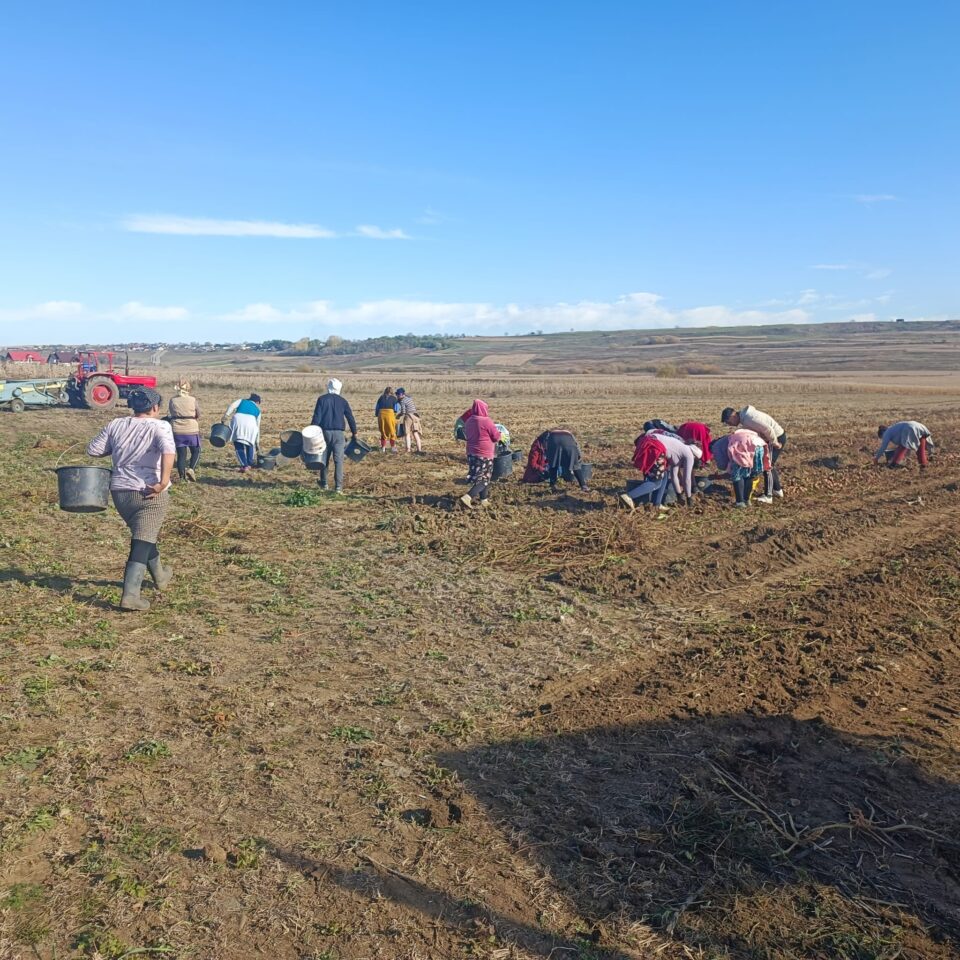 Fermierii au fost nevoiți să apeleze la zilieri pentru a-și pune la adăpost producția