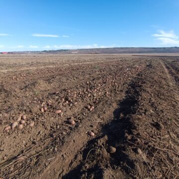 Recoltarea cartofilor, întârziată din cauza ploilor