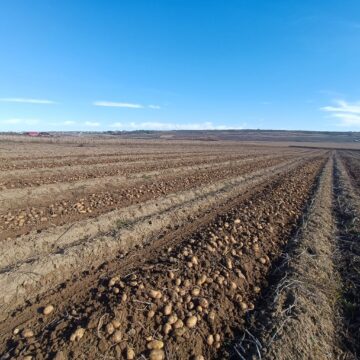 Recoltarea cartofilor, întârziată din cauza ploilor