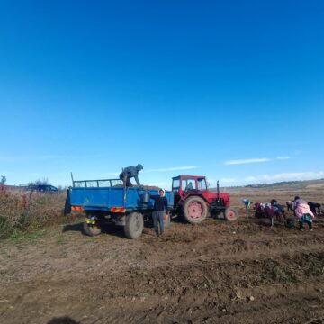 Recoltarea cartofilor, întârziată din cauza ploilor