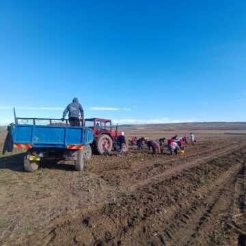 Recoltarea cartofilor, întârziată din cauza ploilor