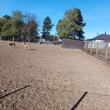 Struți africani și păsările emu, ultimele atracții de la micul colț zoo de la Ițcani al fermierului Mihai Flutur