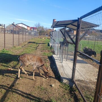 Struți africani și păsările emu, ultimele atracții de la micul colț zoo de la Ițcani al fermierului Mihai Flutur