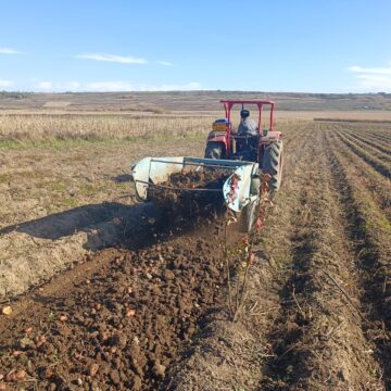 Recoltarea cartofilor, întârziată din cauza ploilor