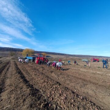 Recoltarea cartofilor, întârziată din cauza ploilor