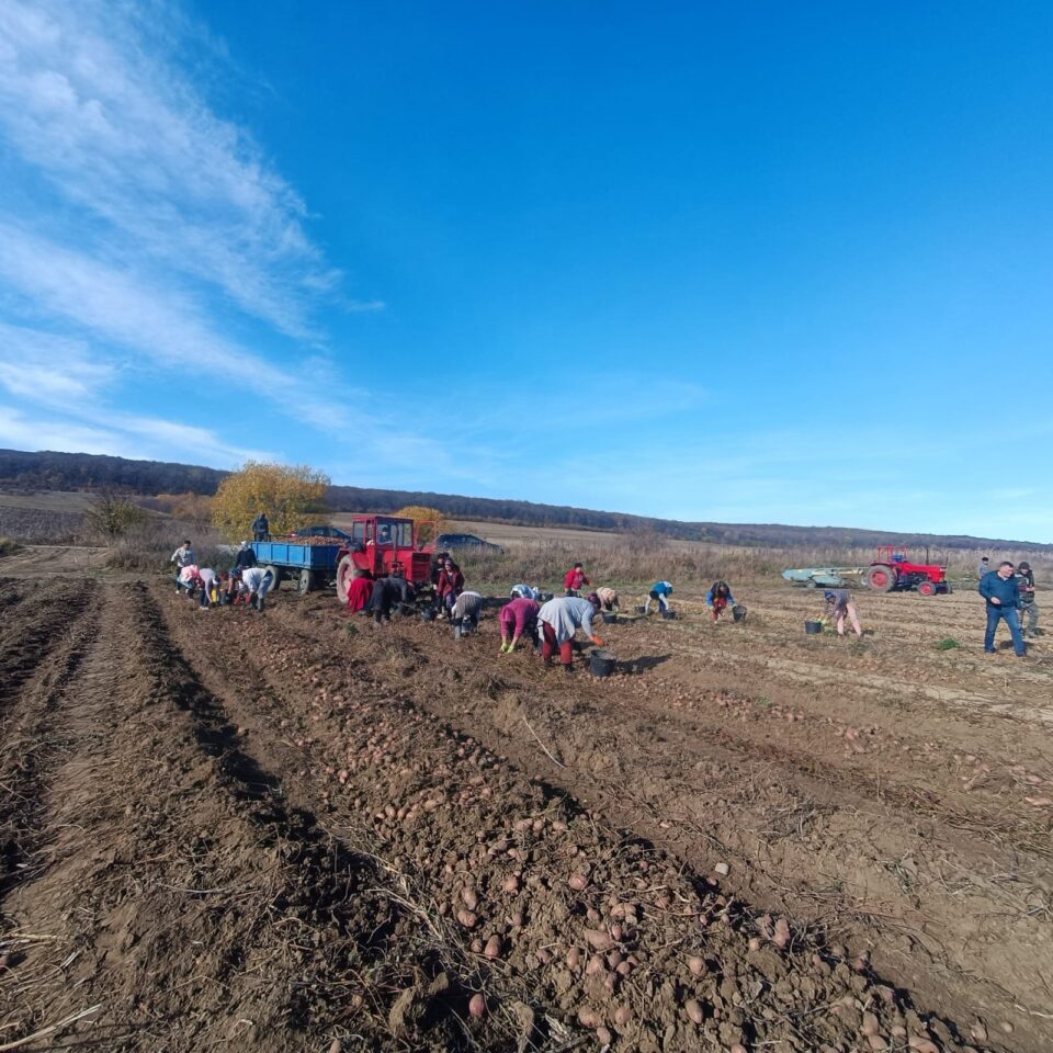Recoltarea cartofilor, întârziată din cauza ploilor
