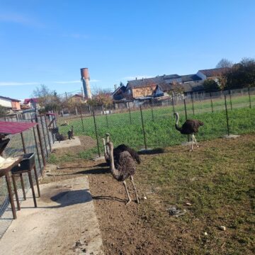 Struți africani și păsările emu, ultimele atracții de la micul colț zoo de la Ițcani al fermierului Mihai Flutur