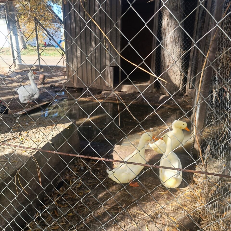 Struți africani și păsările emu, ultimele atracții de la micul colț zoo de la Ițcani al fermierului Mihai Flutur