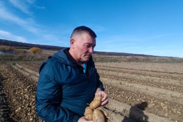 Mihai Flutur a cultivat anul acesta 11 hectare de cartofi Mihai Flutur a cultivat anul acesta 11 hectare de cartofi