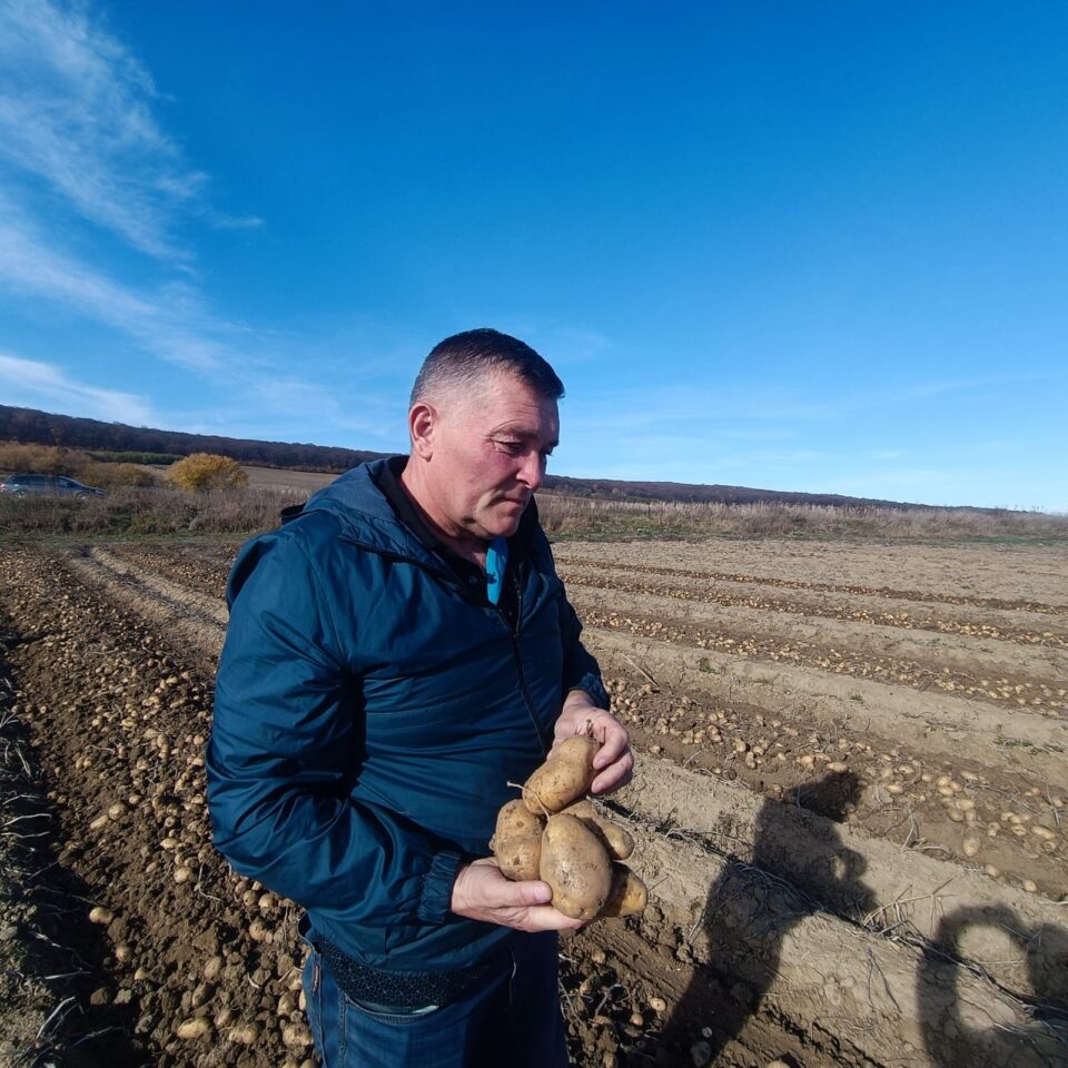 Mihai Flutur a cultivat anul acesta 11 hectare de cartofi Mihai Flutur a cultivat anul acesta 11 hectare de cartofi