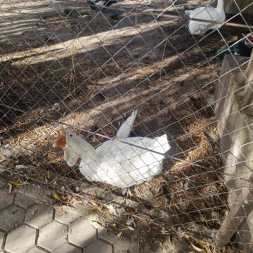 Struți africani și păsările emu, ultimele atracții de la micul colț zoo de la Ițcani al fermierului Mihai Flutur