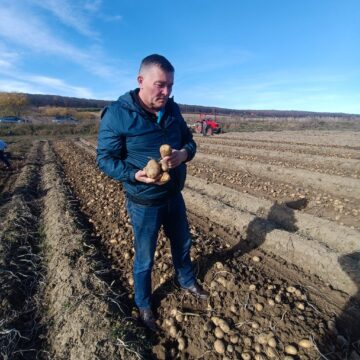 Recoltarea cartofilor, întârziată din cauza ploilor