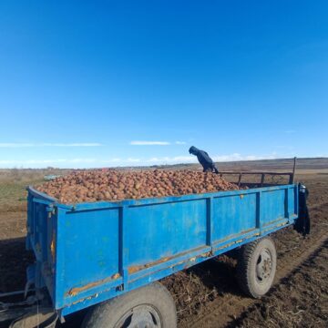 Recoltarea cartofilor, întârziată din cauza ploilor