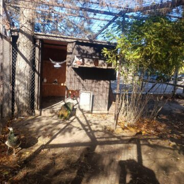 Struți africani și păsările emu, ultimele atracții de la micul colț zoo de la Ițcani al fermierului Mihai Flutur